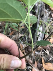 Grewia latifolia