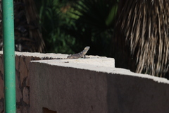 Ctenosaura hemilopha