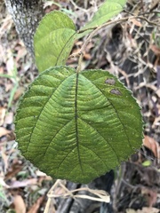 Grewia latifolia