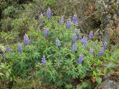 Lupinus alopecuroides