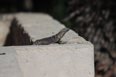 Ctenosaura hemilopha