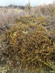 Lepidothamnus laxifolius