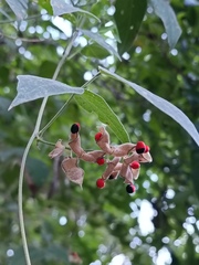 Rhynchosia precatoria