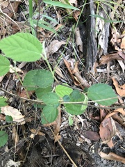 Grewia latifolia