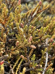 Lepidothamnus laxifolius