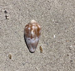 Conus mozambicus