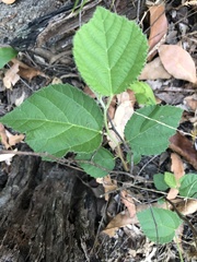 Grewia latifolia