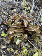 Gentianella bellidifolia