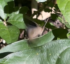 Lamprospilus collucia