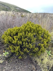 Veronica tetragona