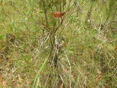 Hakea actites