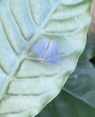 Lamprospilus collucia