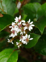 Olearia arborescens
