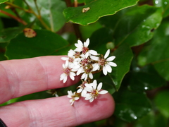Olearia arborescens