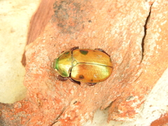 Anoplognathus viridiaeneus