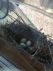 Haemorhous mexicanus