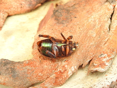 Anoplognathus viridiaeneus