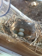 Haemorhous mexicanus