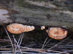 Fuscopostia leucomallella