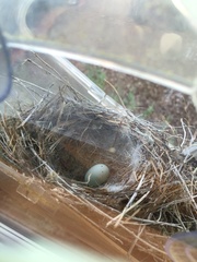 Haemorhous mexicanus