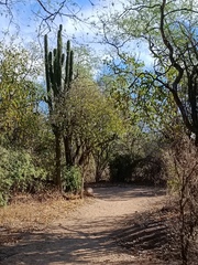 Pachycereus pecten-aboriginum