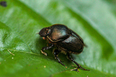 Onthophagini