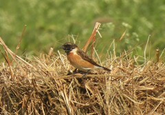 Saxicola maurus