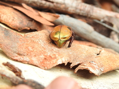 Anoplognathus viridiaeneus