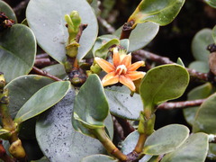 Clusia multiflora