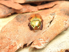 Anoplognathus viridiaeneus