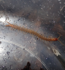 Theatops erythrocephalus