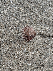 Leptopecten tumbezensis