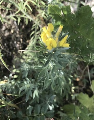 Chamaecytisus austriacus