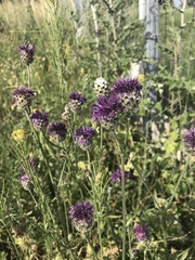 Centaurea scabiosa sadleriana