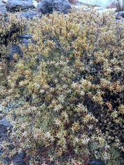 Dracophyllum recurvum