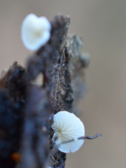 Crepidotus epibryus