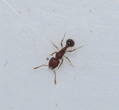 Tetramorium lanuginosum