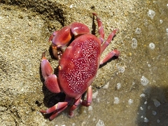 Carpilius corallinus