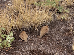 Ortygornis pondicerianus