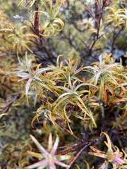 Dracophyllum recurvum