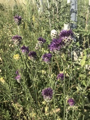 Centaurea scabiosa sadleriana