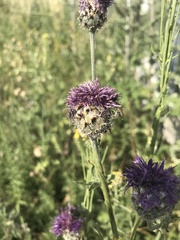 Centaurea scabiosa sadleriana