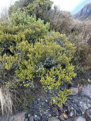 Olearia nummulariifolia