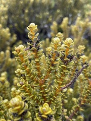 Olearia nummulariifolia