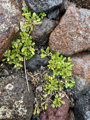 Wahlenbergia pygmaea