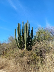Pachycereus pecten-aboriginum