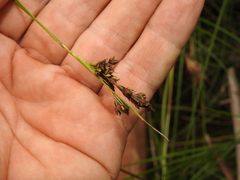 Rhynchospora brownii