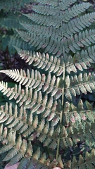 Dryopteris oligodonta