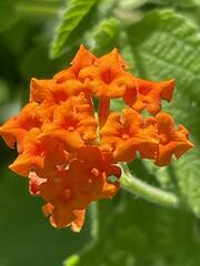 Lantana horrida