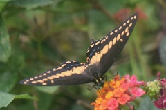 Papilio polyxenes stabilis